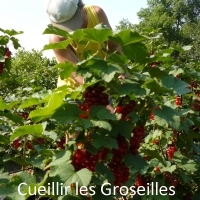 Fruit-Cueillette-Groseille