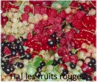 Fruit-Petits-Fruits-Rouges