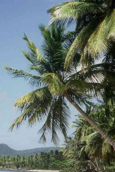 Cocos nucifera (Rpublique Dominicaine) PO. Albano
